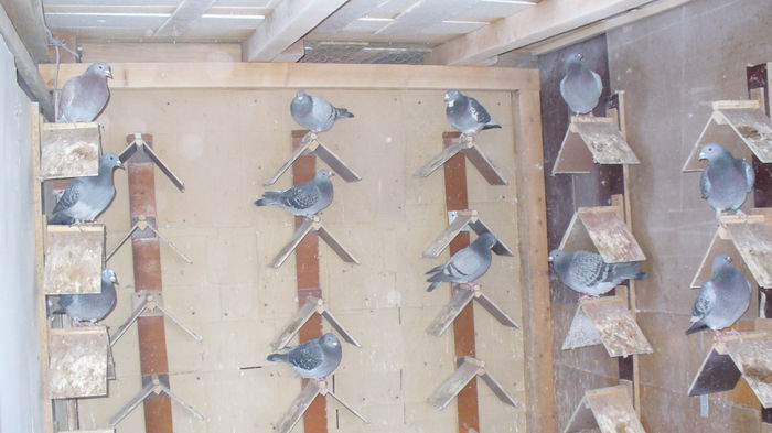 Picture 005; Compartiment pui - actual femele!
