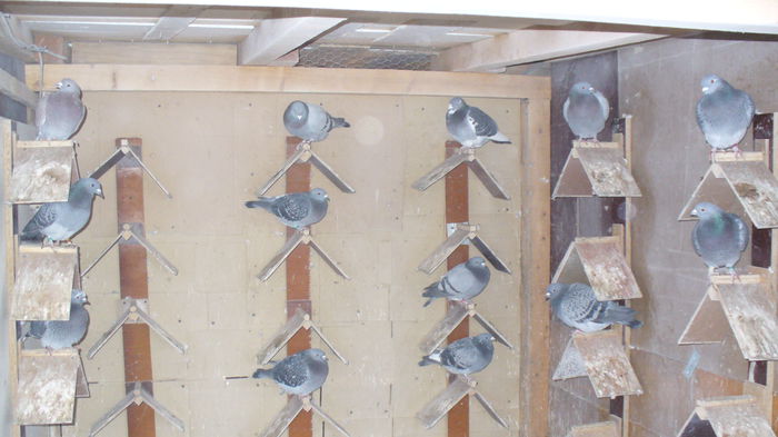 Picture 009; Compartiment pui - actual femele!
