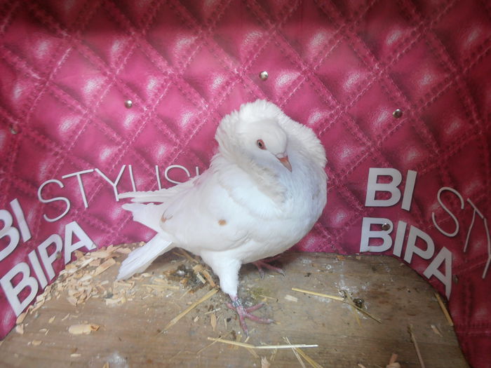 F 159 m dolj; pui p12 alb-galben
