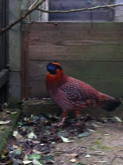 image - Tragopan