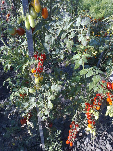 ROSIILE MELE DE DULCEATA - CONSERVE DIN GRADINILE ROSENTHAL