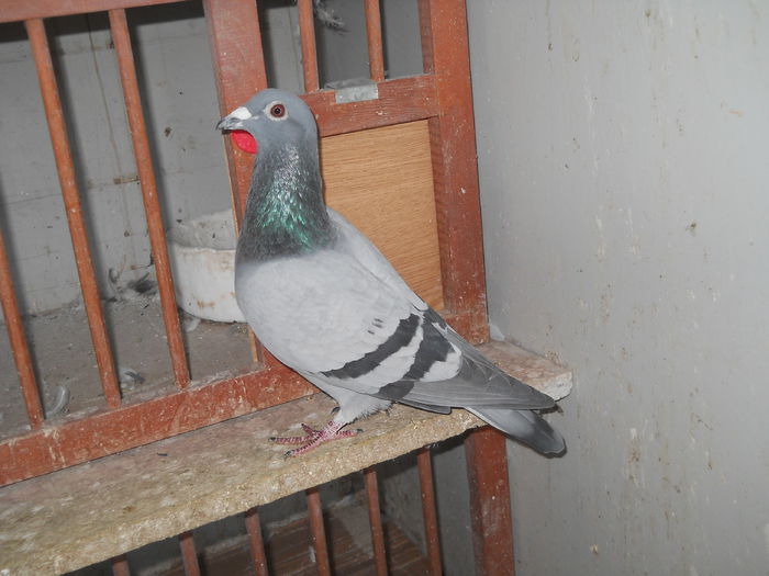 Cotonogu; o clasare fond 2014 fiu din 0358026-2012
