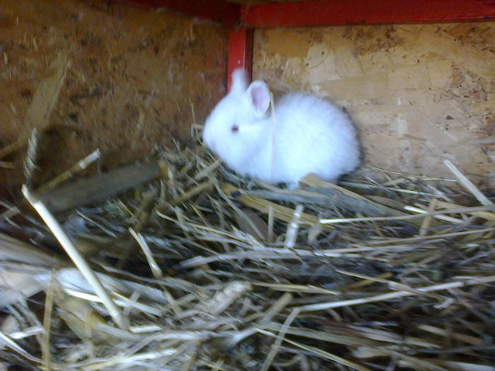 Am Pui de 1 luna - FEMELA 2 NEO