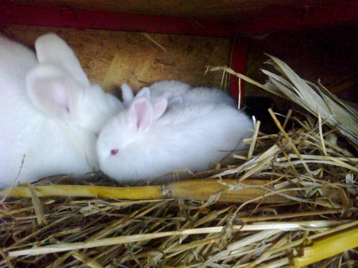 Pui de 1 luna - FEMELA 2 NEO