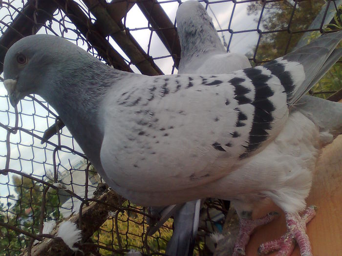 Imagine2212 - Standard