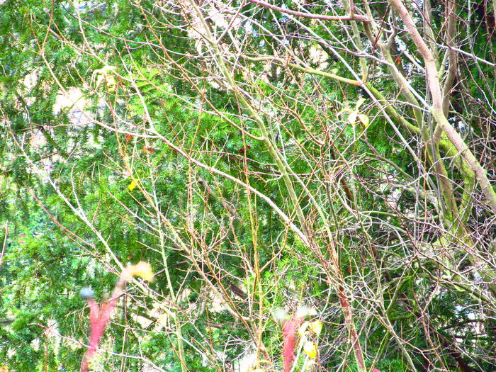 cocodusul rosu - Diverse 2 - Gradina cu frunze