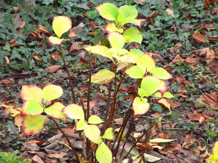  - Diverse 2 - Gradina cu frunze