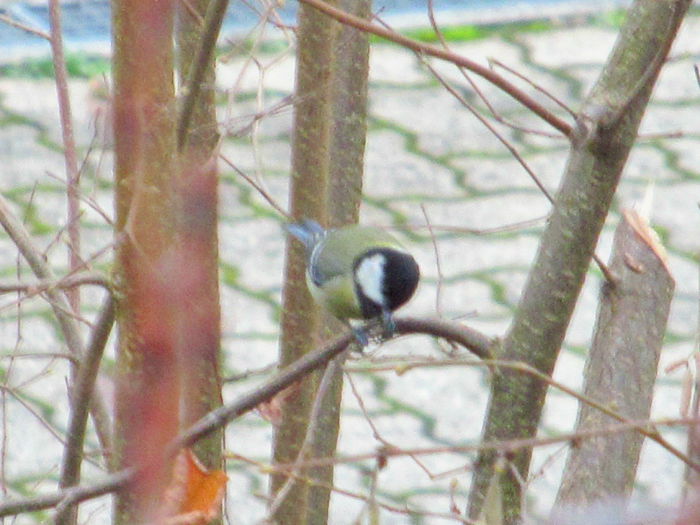  - Diverse 2 - Gradina cu frunze