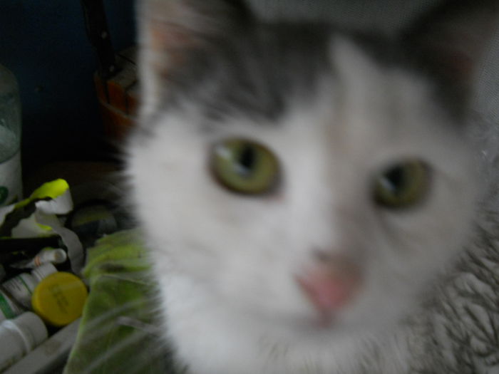 DSCN8911 - Animalute la Amara