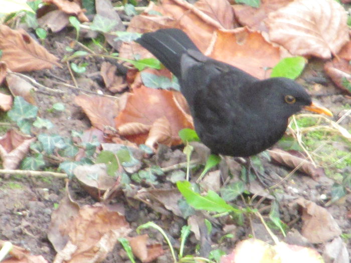  - Diverse 2 - Gradina cu frunze