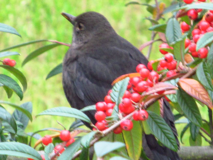  - Diverse 2 - Gradina cu frunze