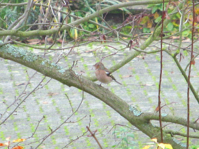  - Diverse 2 - Gradina cu frunze