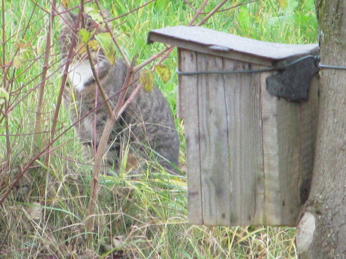 Ciorapei - Diverse 2 - Gradina cu frunze