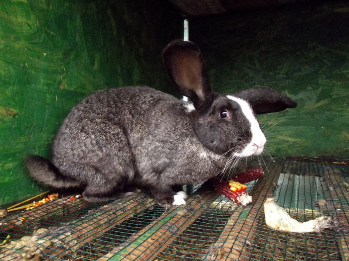 femela urias belgian. este la mine din 16.10.2014, a avut 7 luni. acum 05.12.2014 are 8 luni si 3 sa