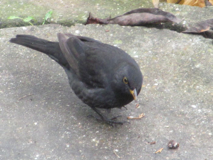  - Diverse 2 - Gradina cu frunze