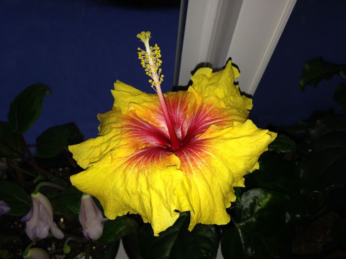 05 dec. 2014 - Hibiscus