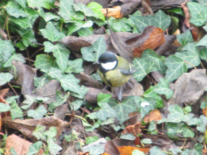  - Diverse 2 - Gradina cu frunze