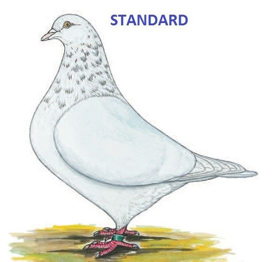 Standard - 0 TEXANI