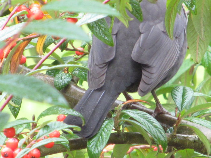  - Diverse 2 - Gradina cu frunze