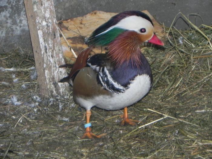 Ratoi mandarin - Rate mandarin