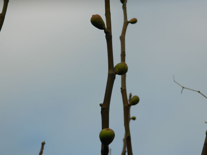 DSCN5204