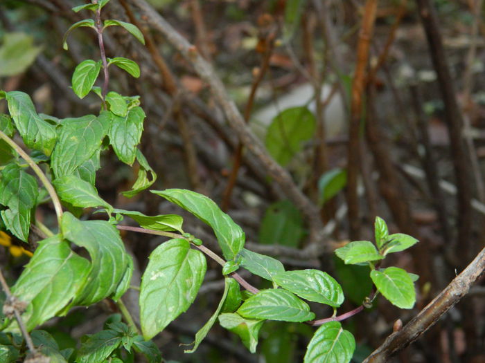 DSCN5259