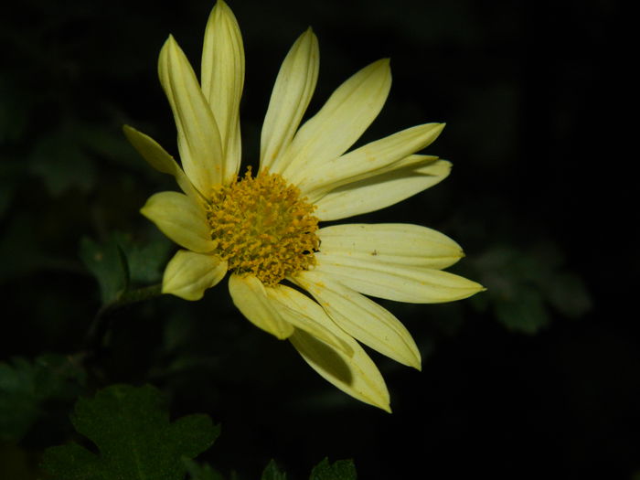 DSCN5261