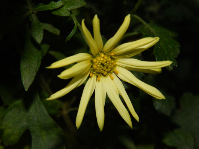 DSCN5262