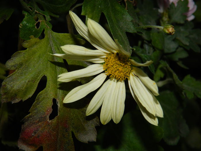 DSCN5263