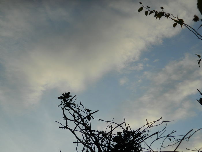 DSCN5271