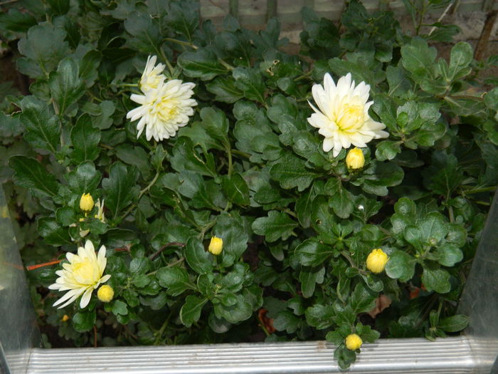 DSCN5286