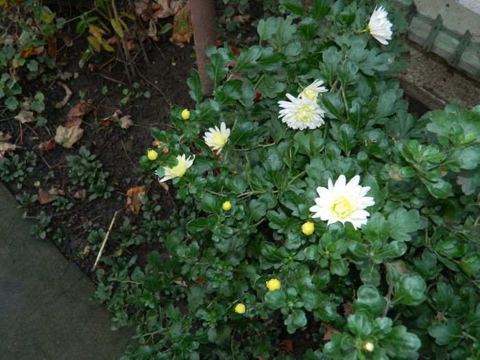 DSCN5287