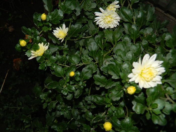 DSCN5288