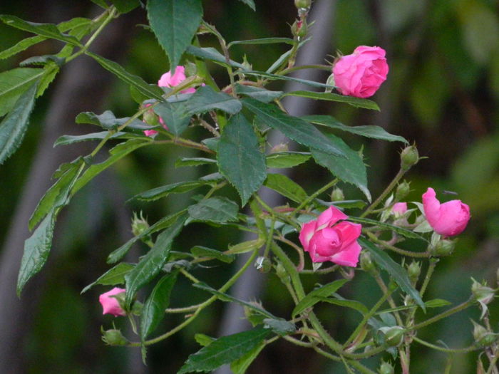 DSCN5297