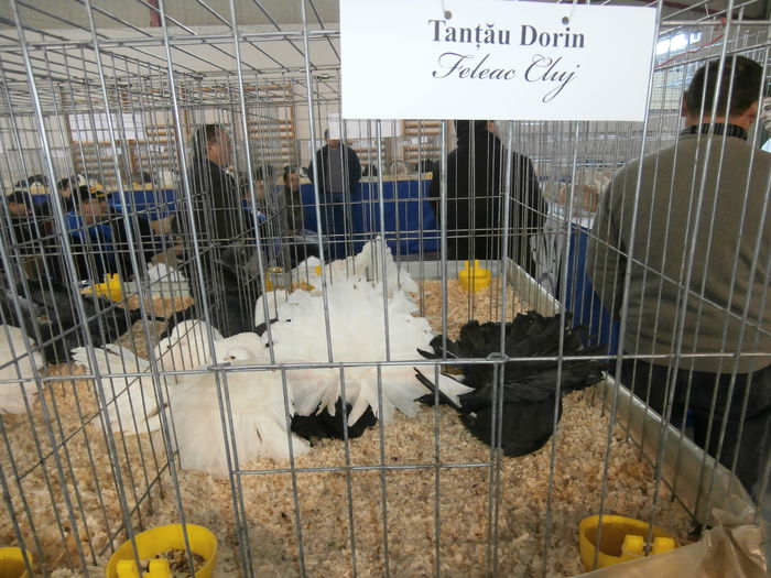 PC060059 - S- Expozitia Cupa Ardealului Ludus 2014