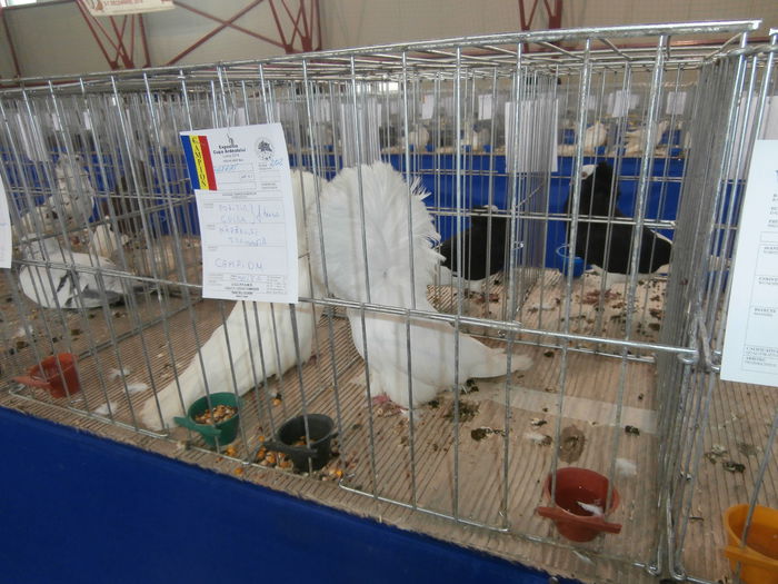 PC060073 - S- Expozitia Cupa Ardealului Ludus 2014