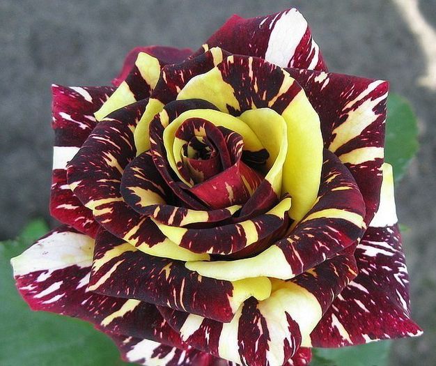 hocus-pocus; as dori si eu acest trandafir de unde pot cumpara?ma poate ajuta cineva?
