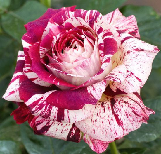 rosier-julio-iglesias-1; as dori si eu acest trandafir de unde pot cumpara?ma poate ajuta cineva?
