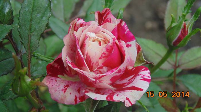 trandafir 3; as dori si eu acest trandafir de unde pot cumpara?ma poate ajuta cineva?
