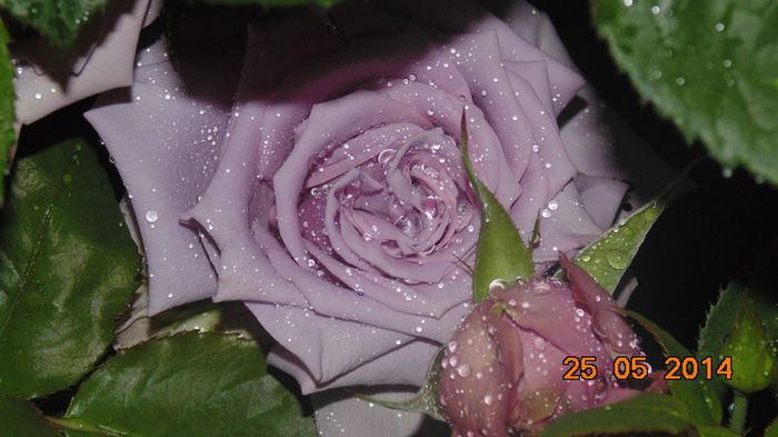 trandafir 4; as dori si eu acest trandafir de unde pot cumpara?ma poate ajuta cineva?
