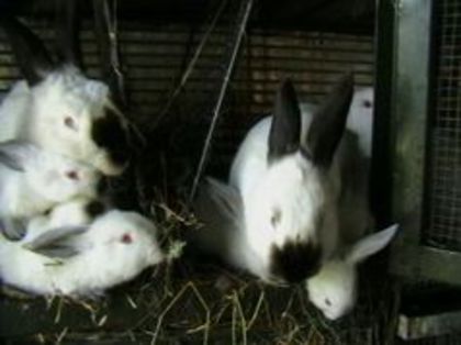  - ADAPOST - CALIFORNIAN