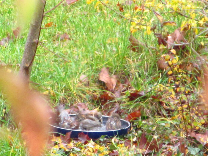 la scalda-cinci pitici - Diverse 2 - Gradina cu frunze