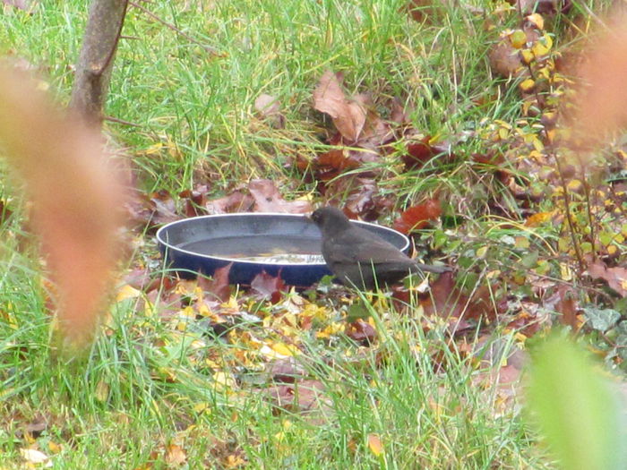 o mica pauza - Diverse 2 - Gradina cu frunze