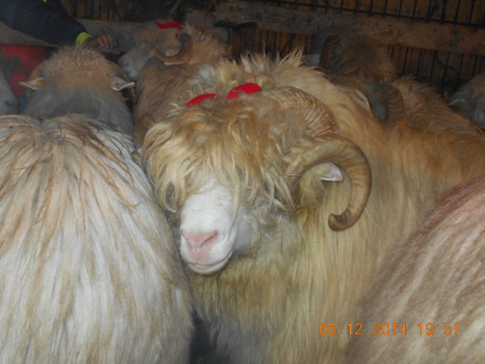 Vedeta la TVR 3. - Berbeci 2o14-2015