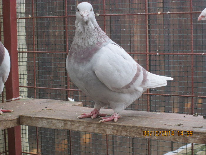 11 F 2009 - FEMELE ARGINTII 2015