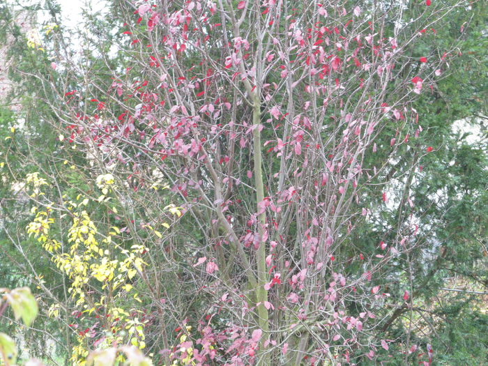  - Diverse 2 - Gradina cu frunze