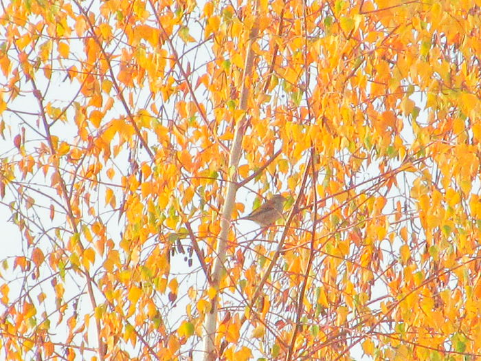 un cocosar in mesteacan - Diverse 2 - Gradina cu frunze