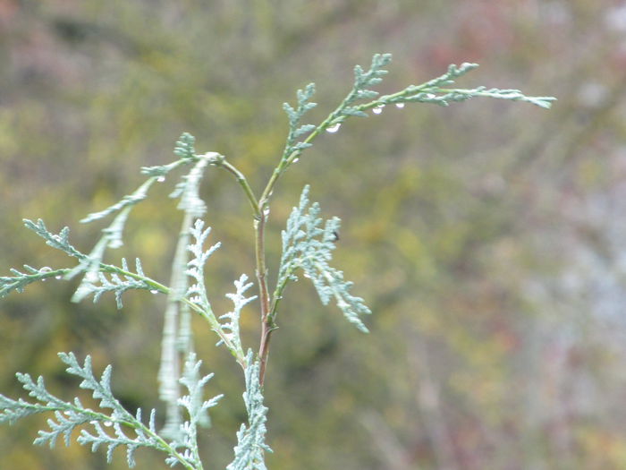virf de tuya argintie - Diverse 2 - Gradina cu frunze