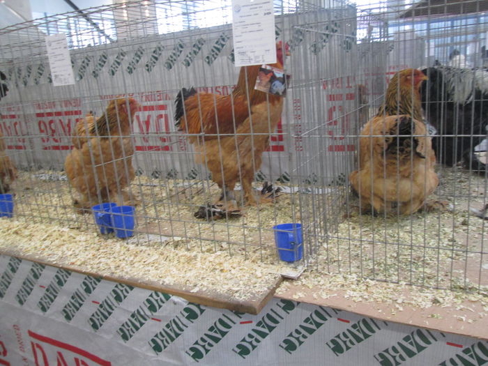 IMG_3708 - Expozitia Nationala de Pasari si Animale mici de curte de la Suceava Noiembrie 2014