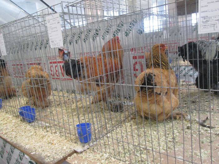 IMG_3710 - Expozitia Nationala de Pasari si Animale mici de curte de la Suceava Noiembrie 2014